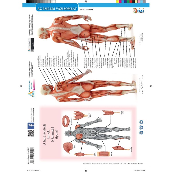 Az emberi vázizomzat duo fixi tanulói munkalap